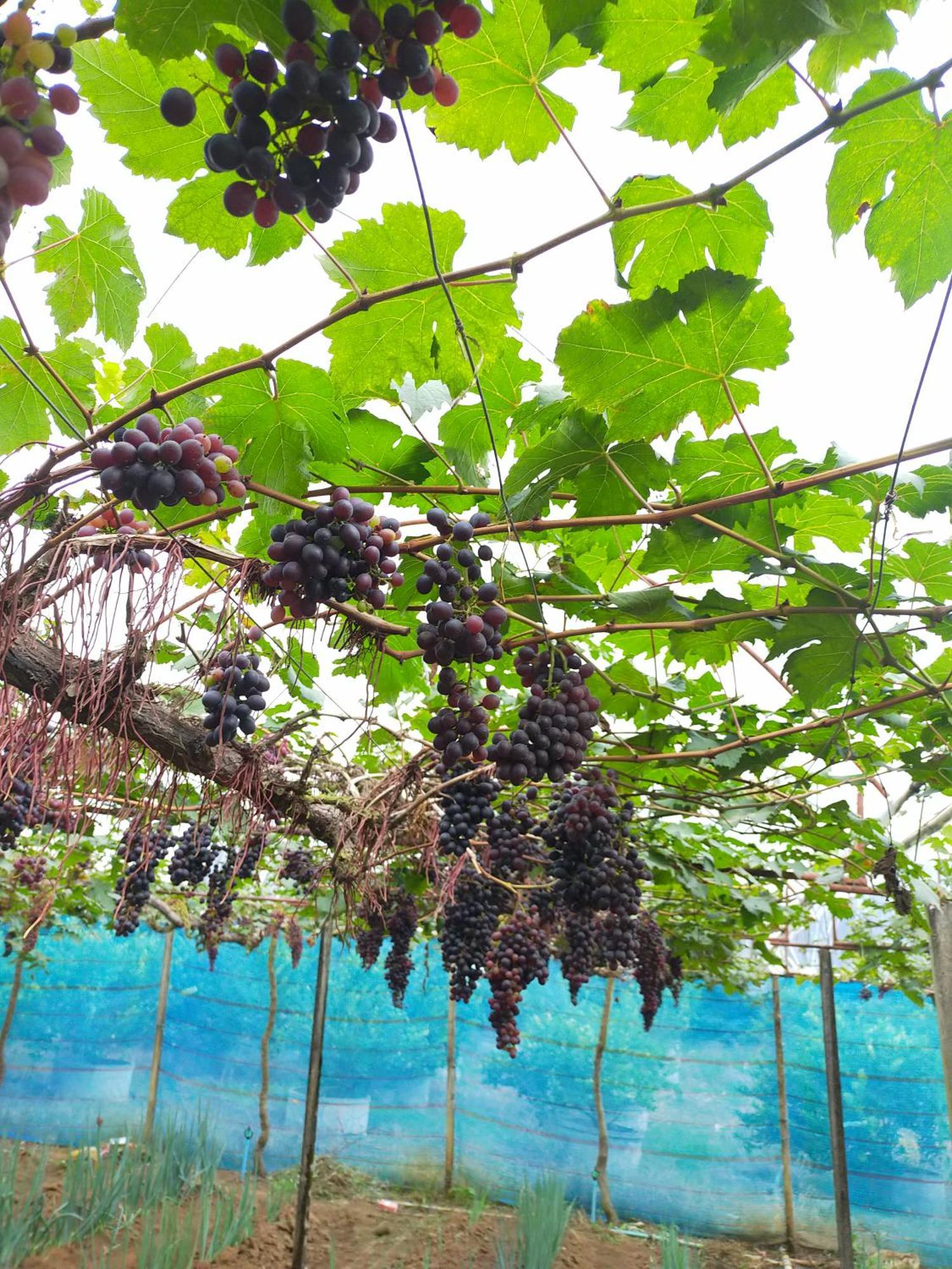 Mong Homestay Resort Pang Ung Buitenkant foto